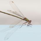 Willow Emerald Damselfly IV