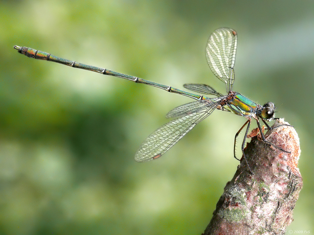 Willow Emerald Damselfly V