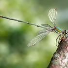 Willow Emerald Damselfly V