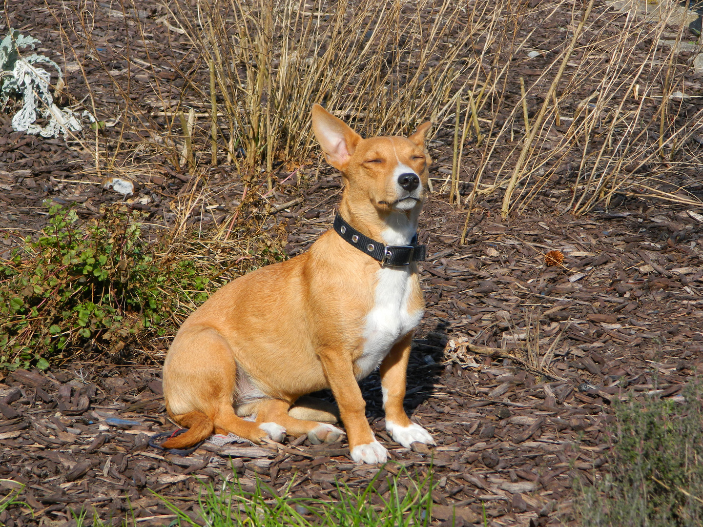 Willow enjoying the sun