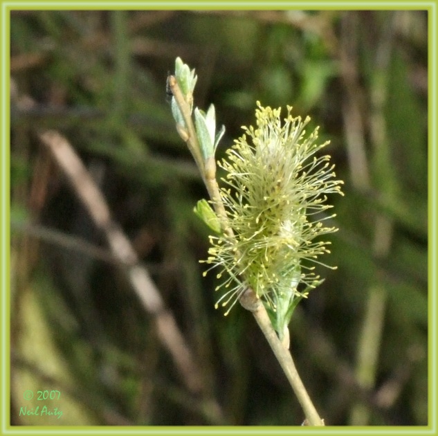 Willow flower