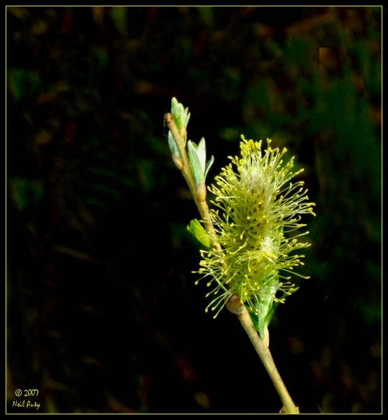 Willow flower with adjustment