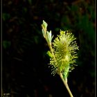Willow flower with adjustment