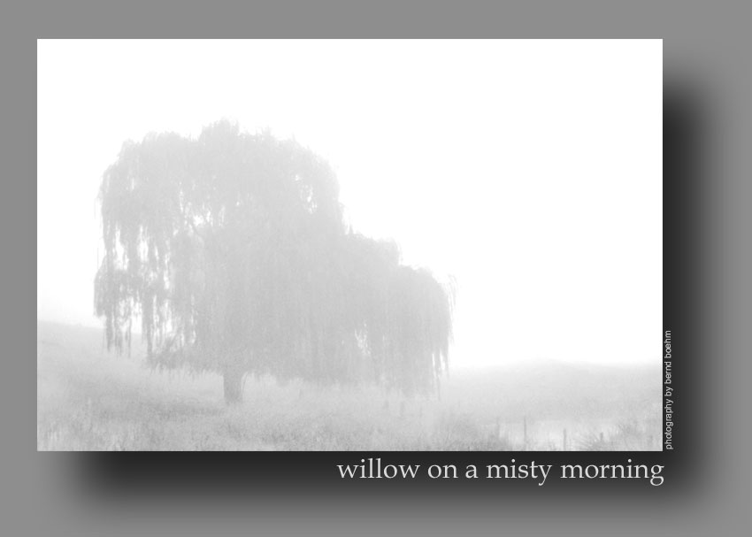 willow on a misty morning