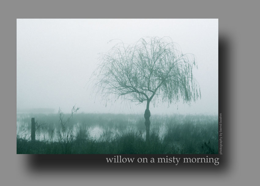 Willow on a misty morning - colour