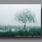 Willow on a misty morning - colour