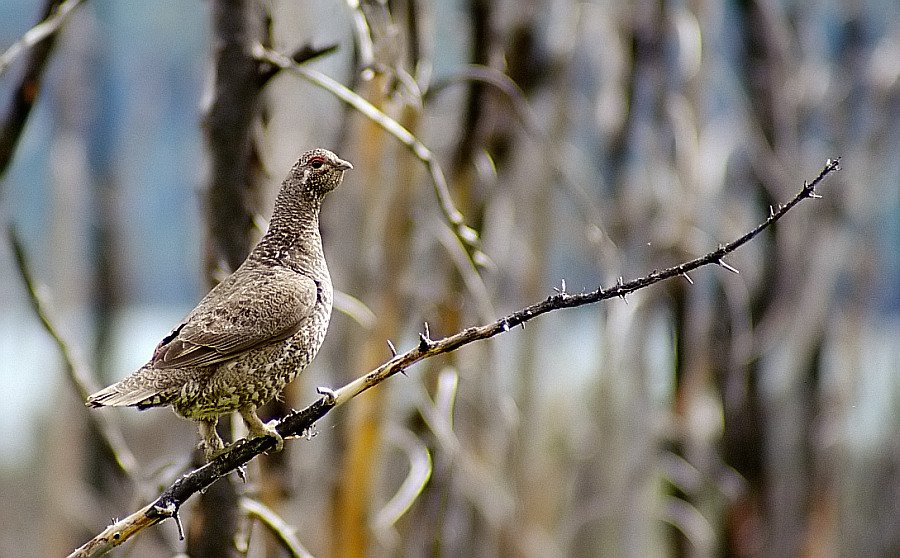 Willow Ptarmigan (Moorschneehuhn)