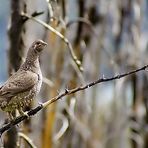 Willow Ptarmigan (Moorschneehuhn)