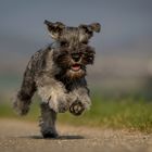 Willow the little miniature schnauzer...