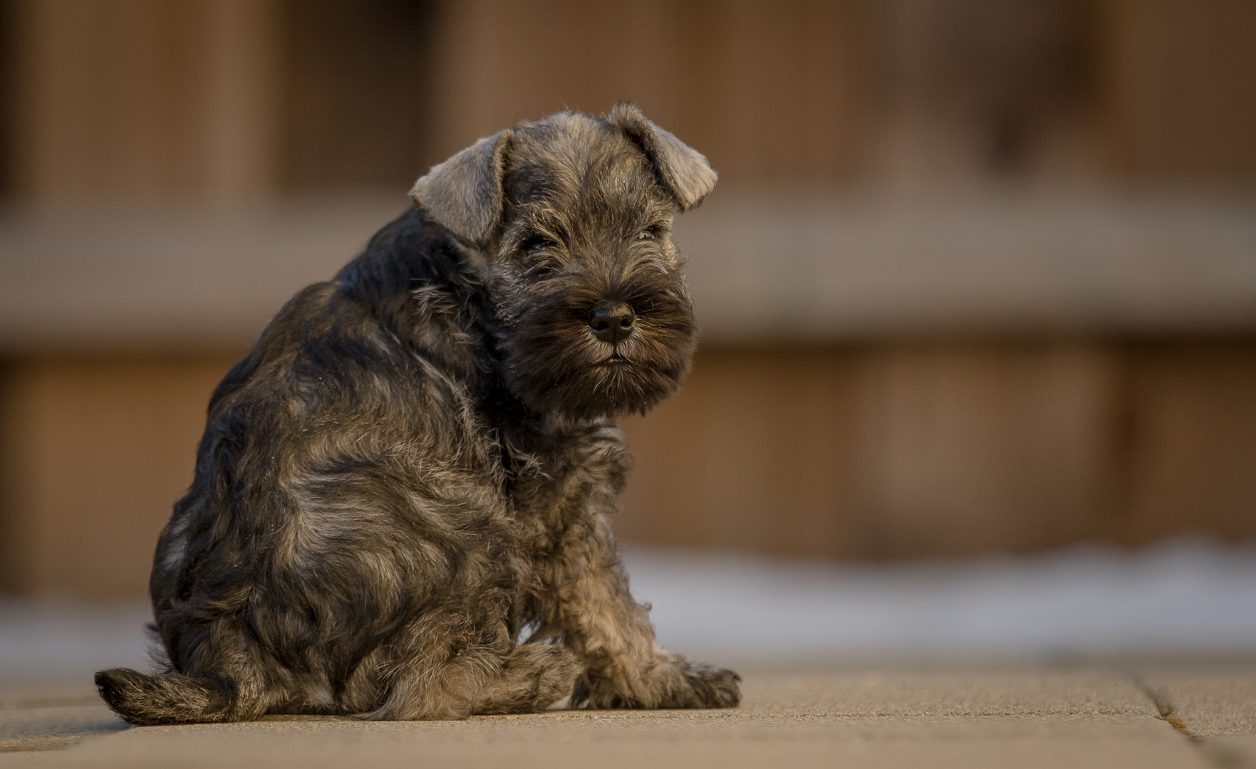 Willow the Miniature Schnauzer.... 7 weeks...