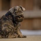 Willow the Miniature Schnauzer.... 7 weeks...