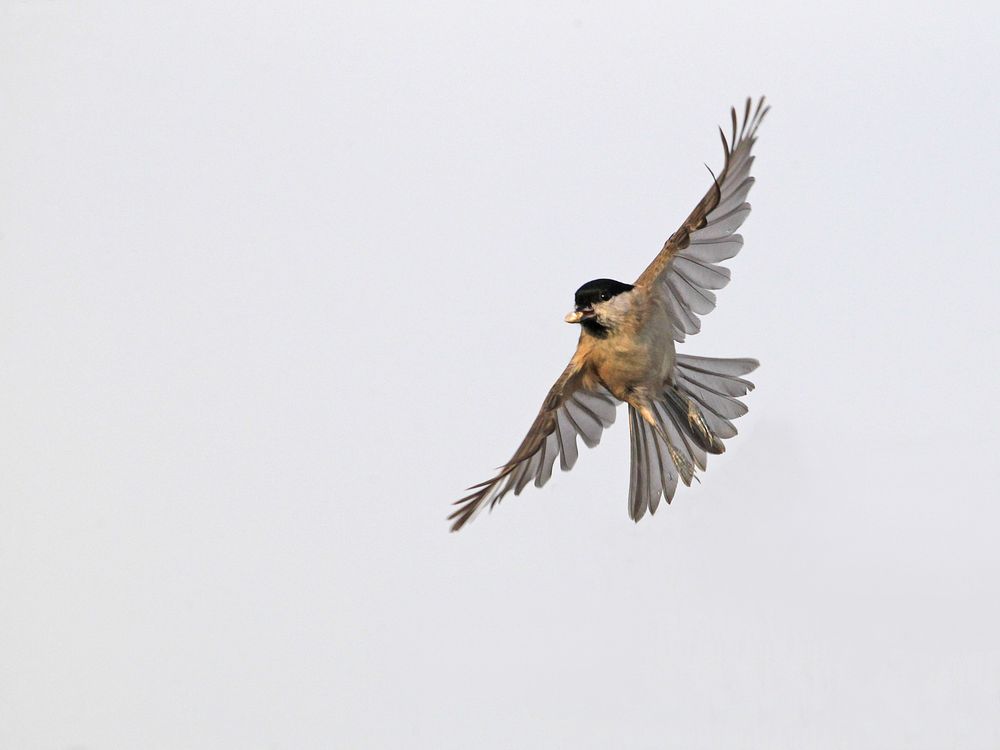 Willow tit