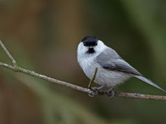 Willow tit