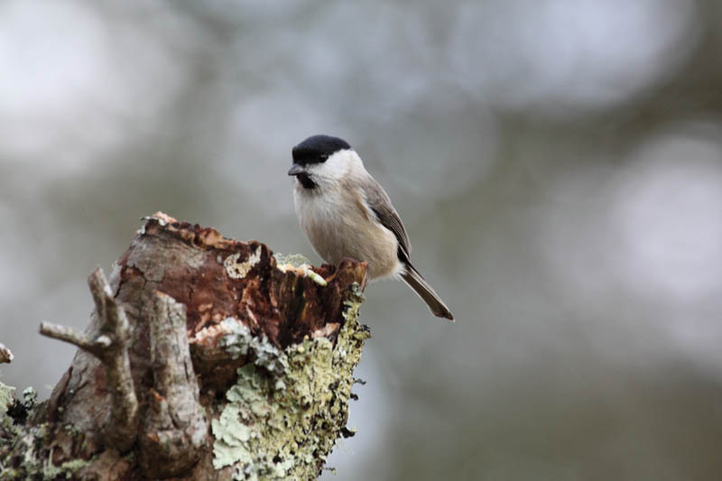 Willow tit