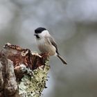 Willow tit