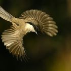 Willow Tit in Flight