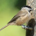 Willow Tit OR Marsh Tit