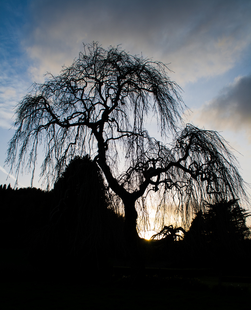 Willow Tree at Sunset