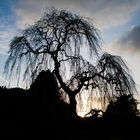 Willow Tree at Sunset