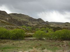 Willow Trees