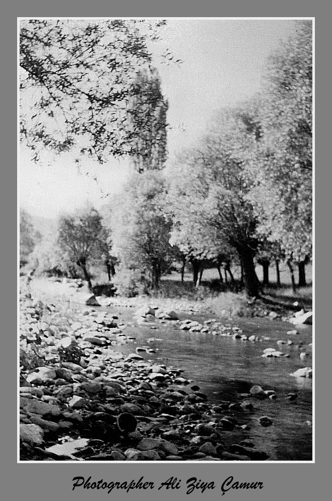 Willow Trees and Stream