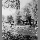 Willow Trees and Stream