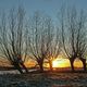 Willows in the evening