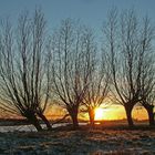 Willows in the evening