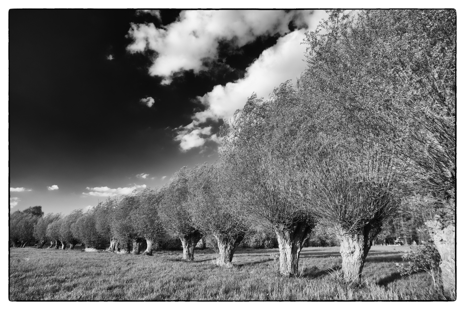 Willows near Vorst