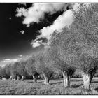 Willows near Vorst