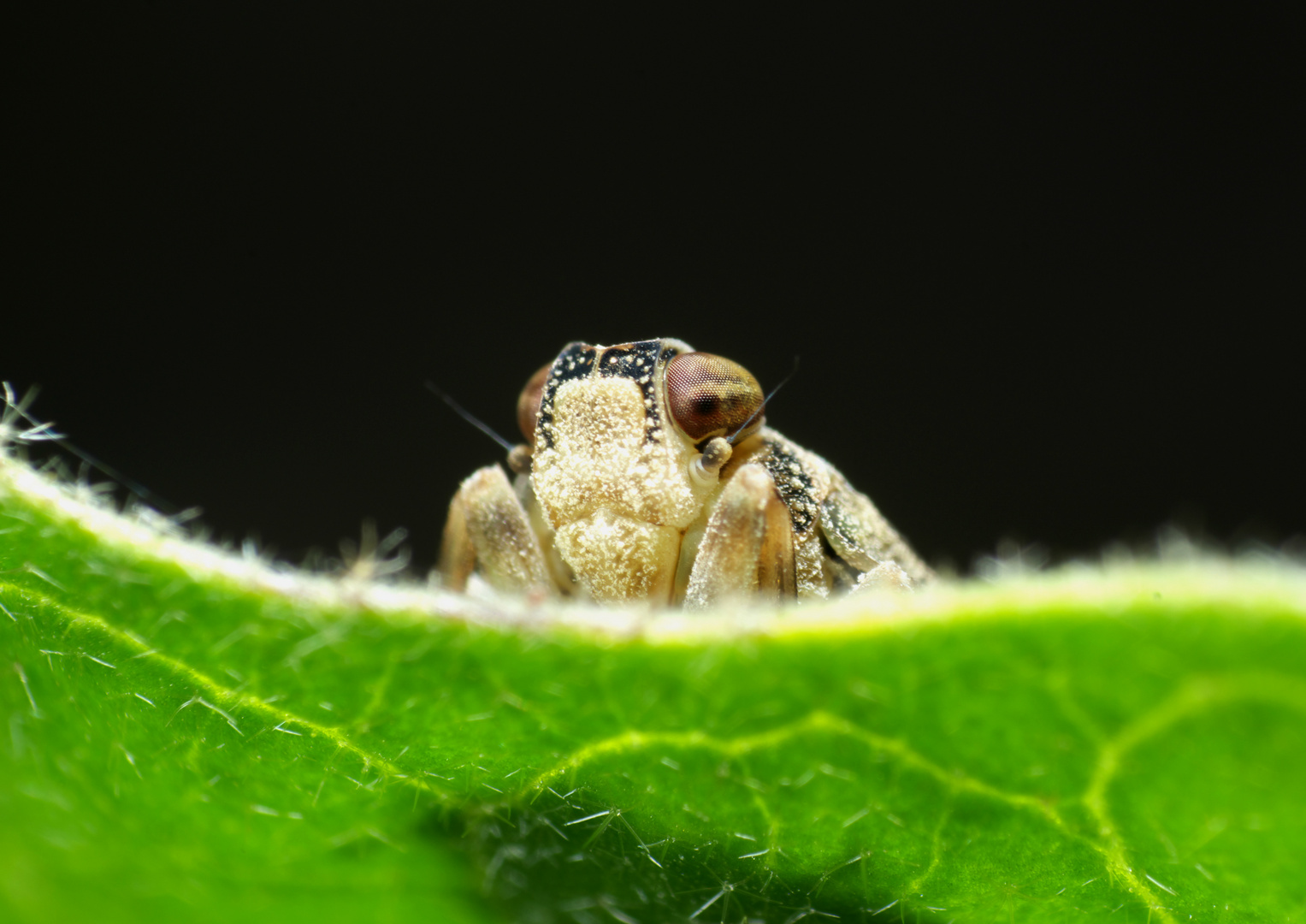 Willst du Ärger?? (Issus coleoptratus)