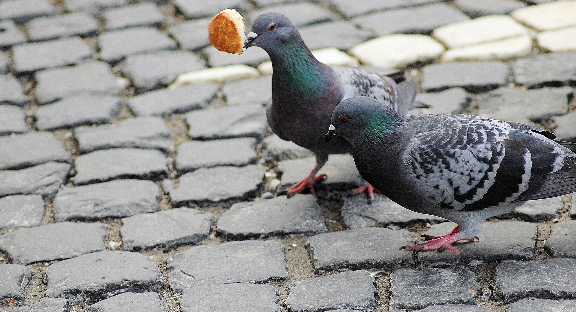 ``Willst du auch ein Stück ?``