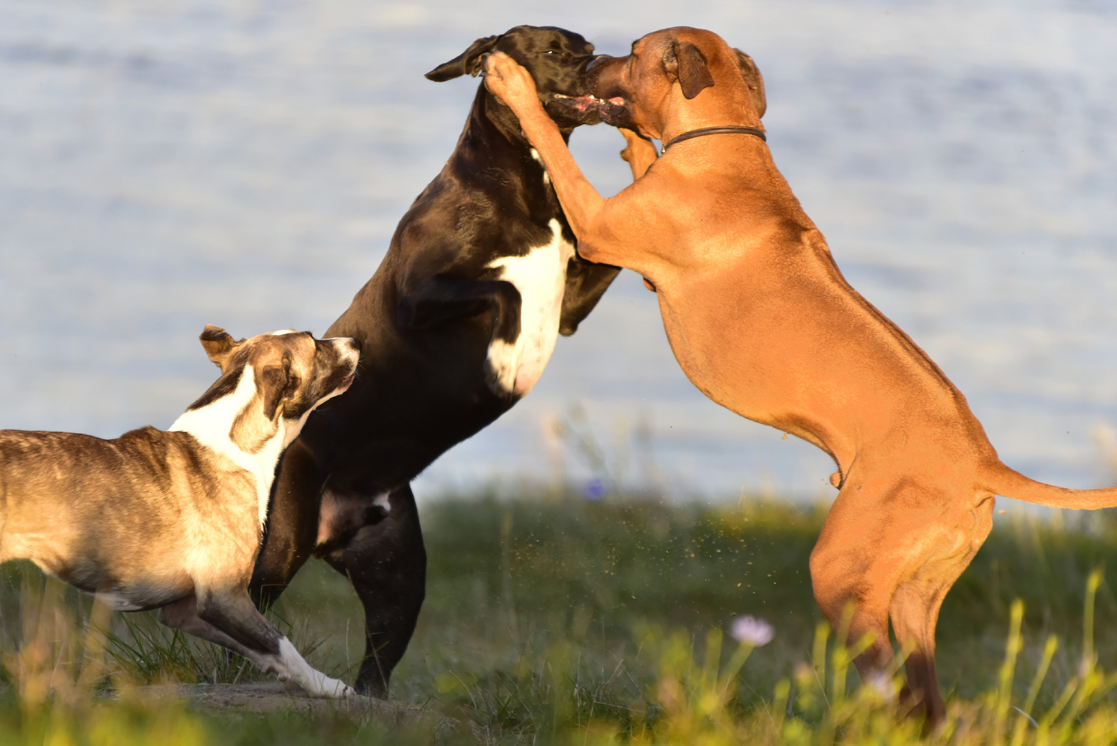 willst du auf die Lippe Foto &amp; Bild tiere, haustiere, hunde Bilder