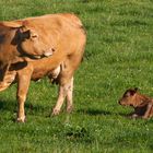 Willst Du das Kalb machen?