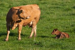 Willst Du das Kalb machen?