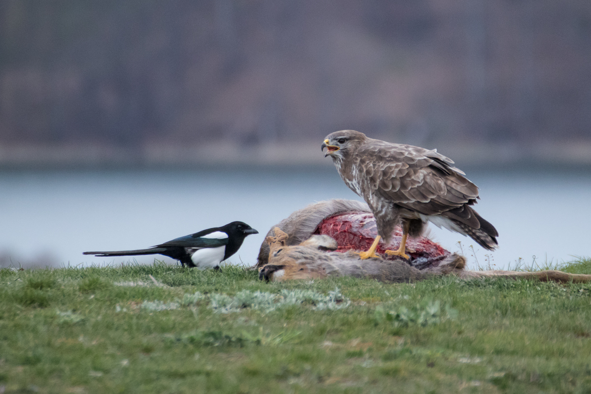 Willst du etwa auch was von meinem Abendbrot haben?