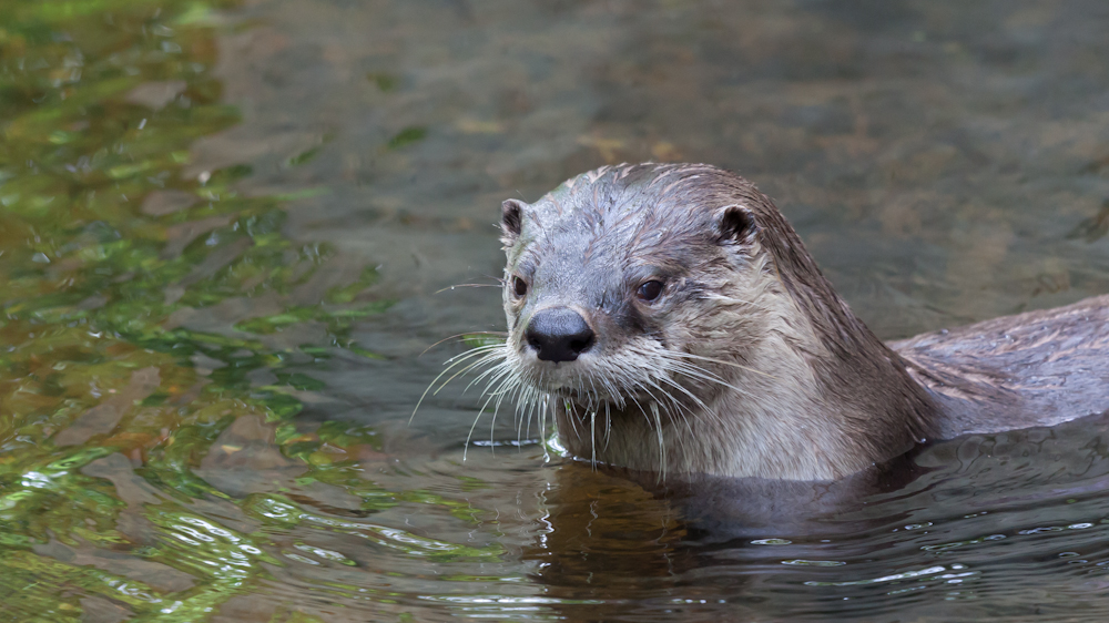 Willst Du etwa mit mir schwimmen?