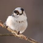 Willst du mein Freund sein? - Schwanzmeise (Aegithalos caudatus europaeus)