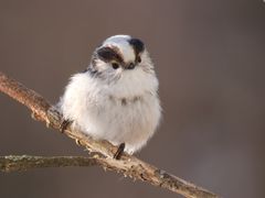 Willst du mein Freund sein? - Schwanzmeise (Aegithalos caudatus europaeus)