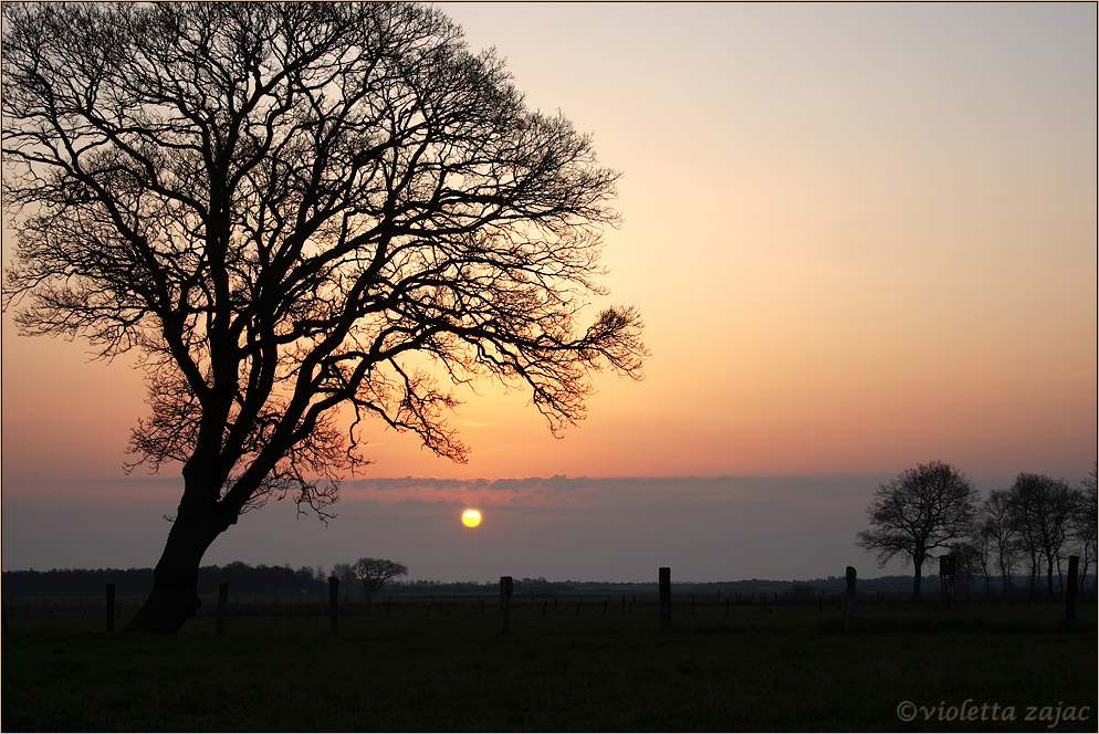 Willst Du mit einem Baum vertraut werden, ....