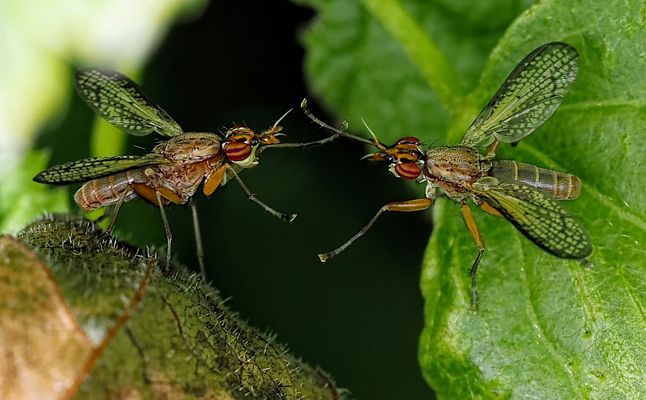 WILLST DU MIT MIR TANZEN...