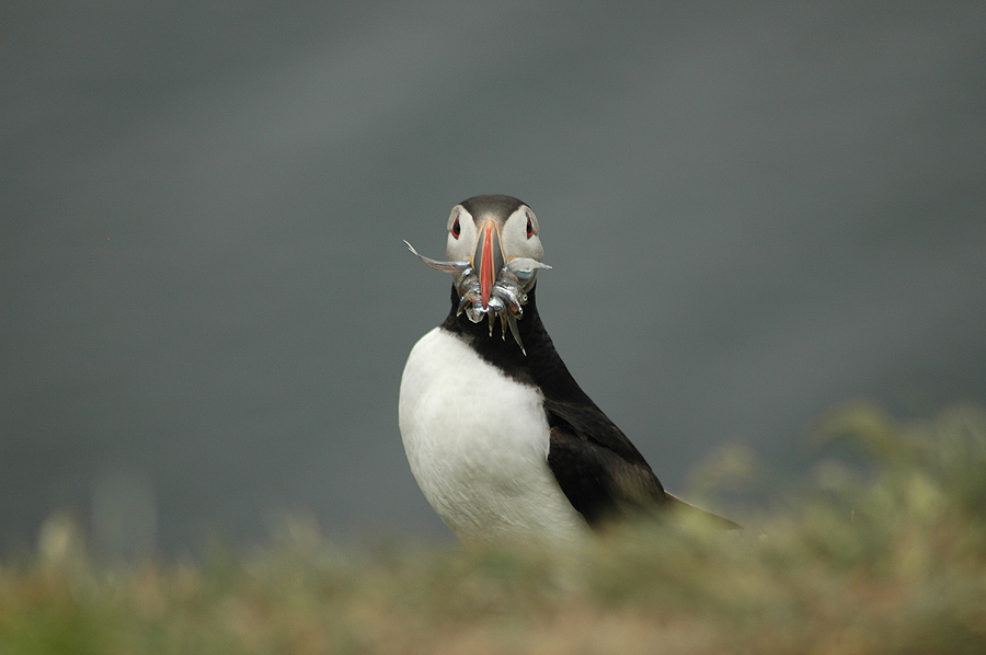 "willste Fisch?"