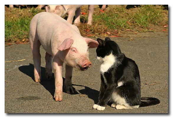 willste mit mir spielen?