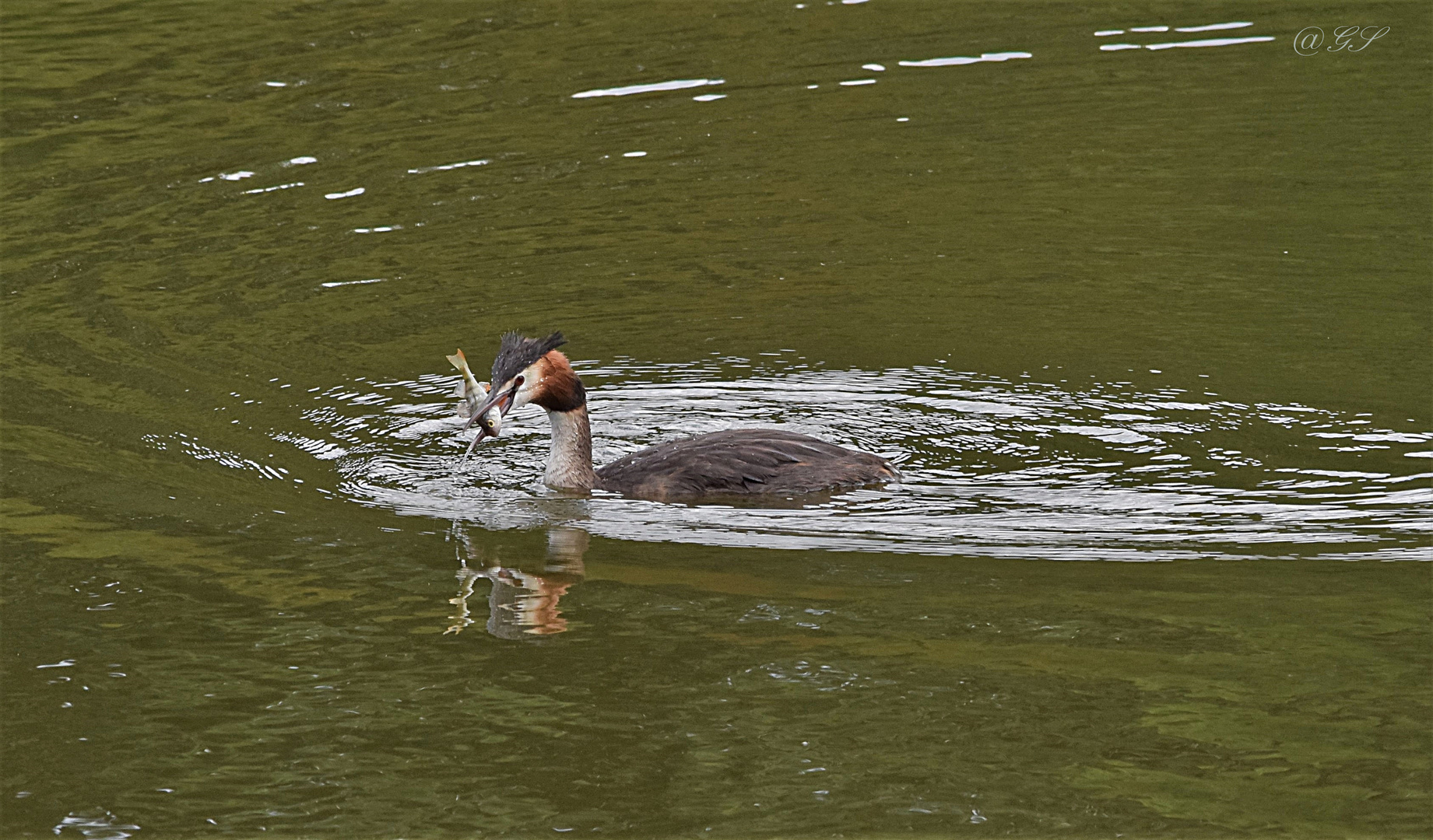 Willste nen Fisch.