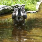 Willste ooch baden? Geier im Wasserbecken 2