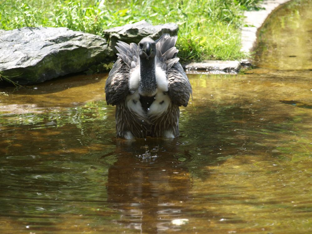 Willste ooch baden? Geier im Wasserbecken 2