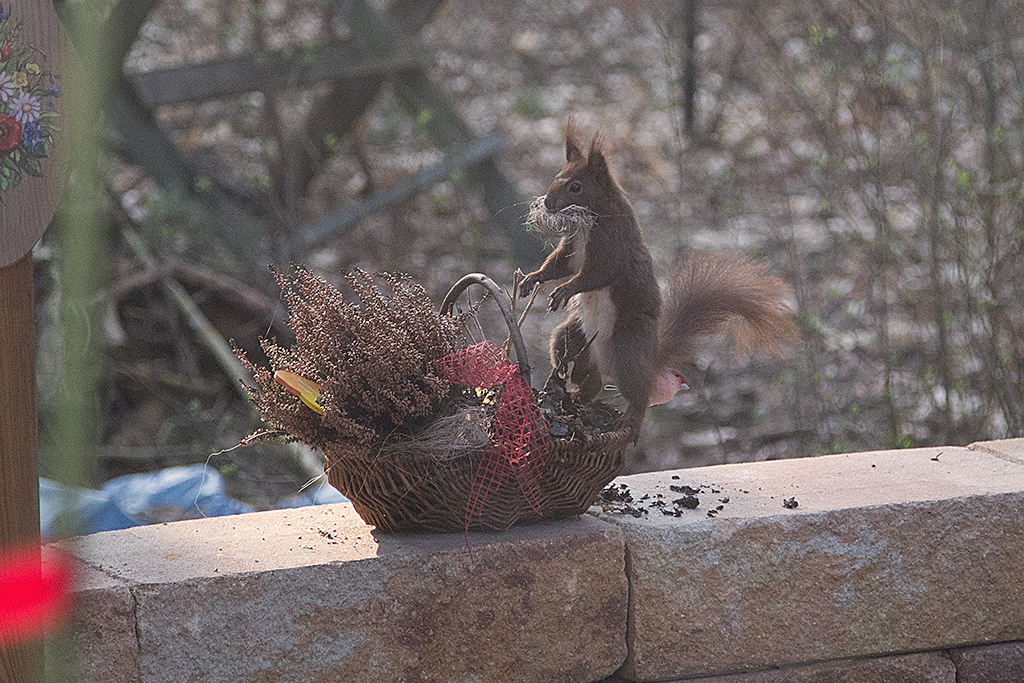 Willy beim Nestbau 2