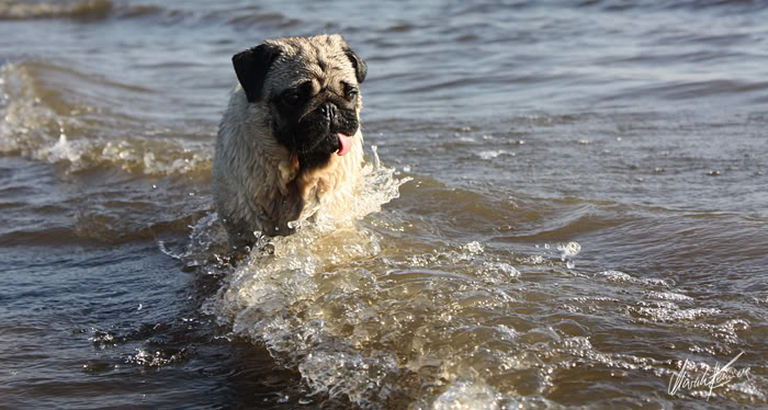 Willy der Mops in der Elbe