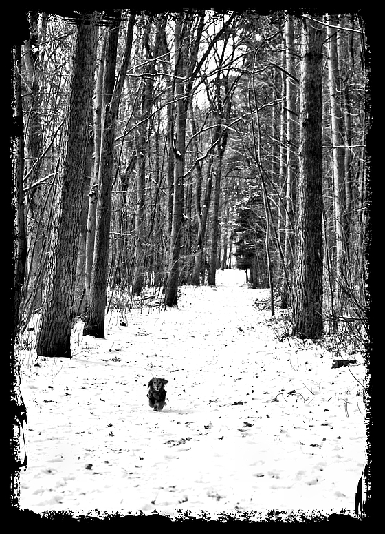 Willy im Winterwald