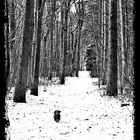 Willy im Winterwald